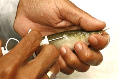 龍魚芯片去哪里查詢真偽（如何查詢龍魚芯片的真偽）