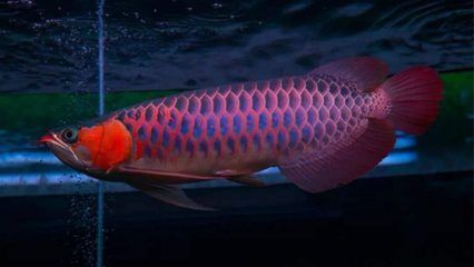 龍魚最貴的：最貴的龍魚品種有哪些？