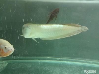 龍魚 清道夫：養殖清道夫需要注意以下幾點