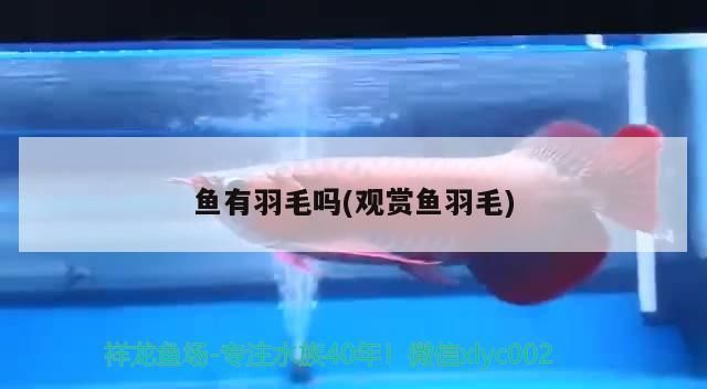 魚有羽毛嗎(觀賞魚羽毛)