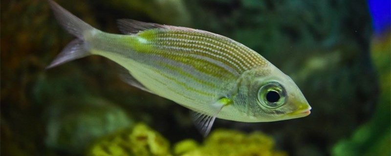 魚缸哪種魚好養（新手養魚必備知識有哪些）