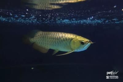 金龍魚賽級是什么意思：\"金龍魚賽級是什么意思