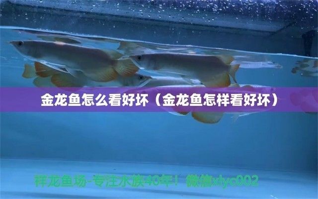 金龍魚(yú)產(chǎn)品好不好用怎么看出來(lái)：金龍魚(yú)產(chǎn)品牌發(fā)展歷程簡(jiǎn)介