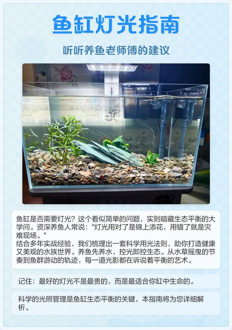 紅眼白子招財龍多久適應新光照環境？