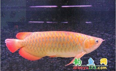 銀龍魚什么顏色最貴（過背金龍、皇冠龍魚和紅龍魚是銀龍魚中最貴的顏色品種）