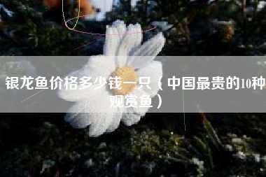 銀龍魚什么顏色最貴（過背金龍、皇冠龍魚和紅龍魚是銀龍魚中最貴的顏色品種）