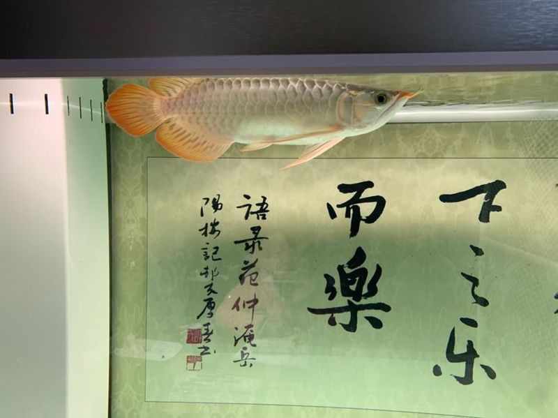 紅龍魚在繁殖期如何保持溫度？