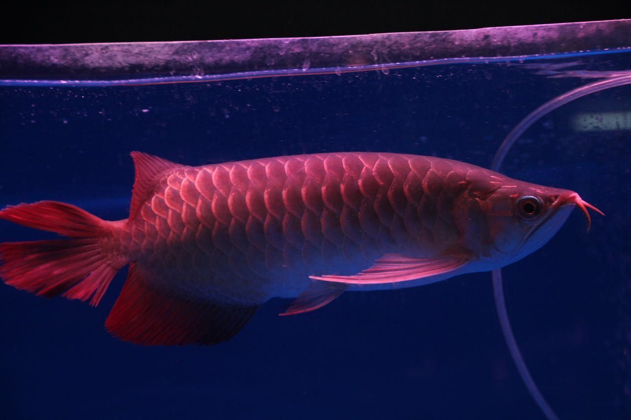 頂級紅龍魚：紅龍魚市場價格趨勢