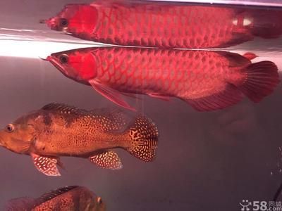 頂級紅龍魚：紅龍魚市場價格趨勢