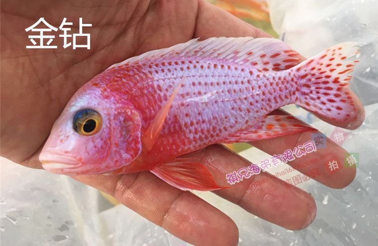 金鉆魚多少錢一只