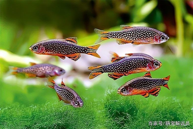 金鉆魚多少錢一只