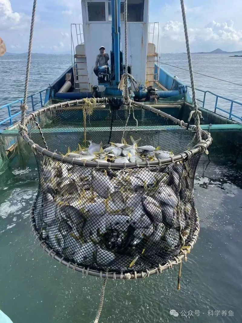 金鉆魚多少錢一只