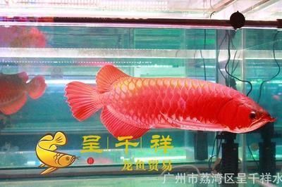 廣州花鳥市場批發龍魚價格表（廣州花鳥市場的龍魚價格表）