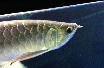 龍魚可以吃海水魚嗎：龍魚是海水魚嗎？