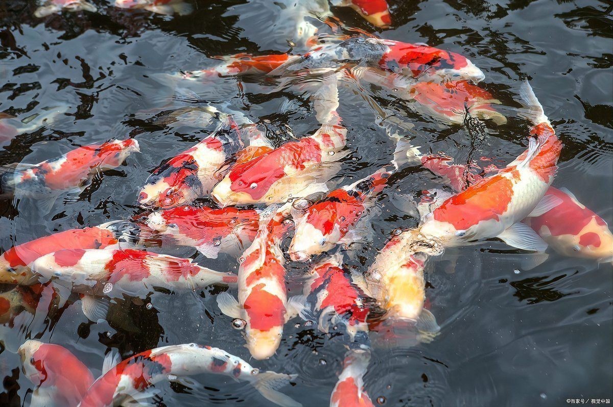 錦鯉是招財還是破財 錦鯉是招財還是破財 龍魚百科 第3張