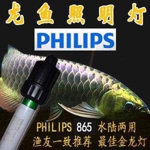 龍魚為什么要用三基色燈泡照：龍魚的顏色主要來源于光照