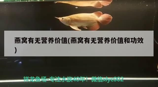 廣州哪里有龍魚批發市場啊最近（白云區龍魚市場）