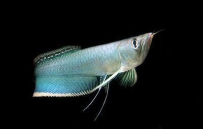 黑河龍魚專賣店：與黑河龍魚專賣店相關信息：黑河龍魚專賣店信息