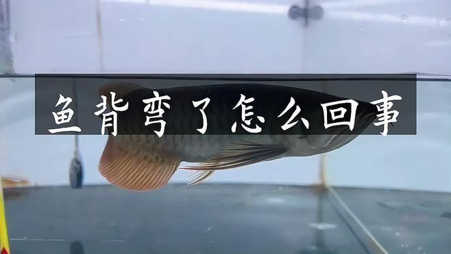 龍魚駝背多久會(huì)惡化？