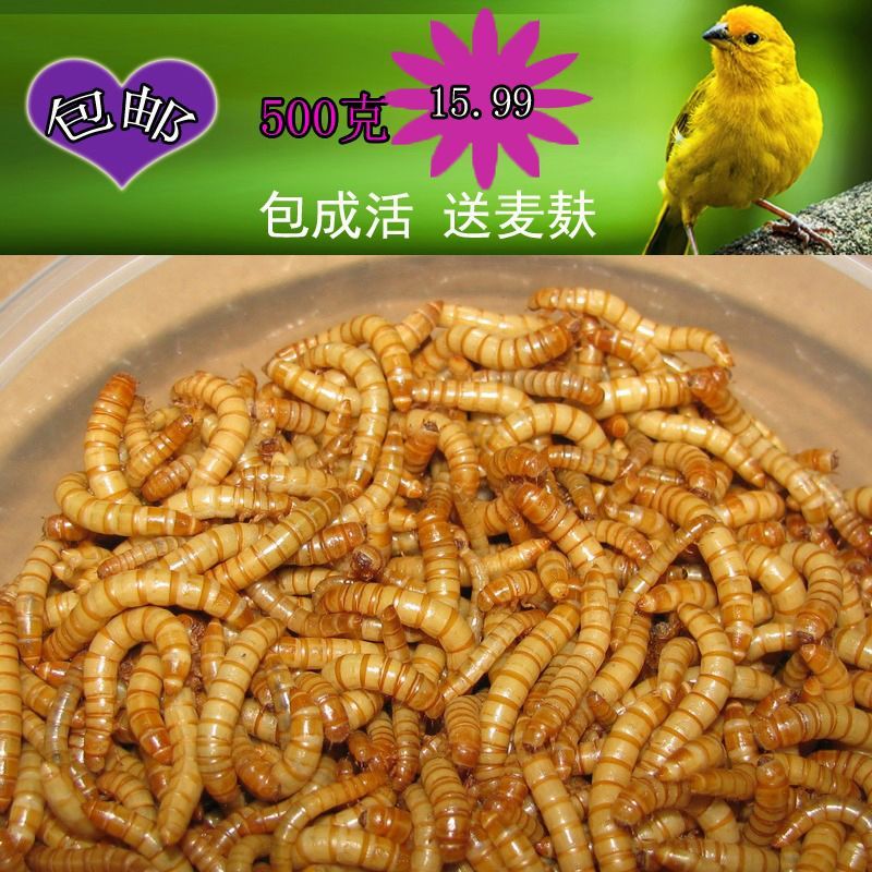 龍魚吃大麥蟲：龍魚吃大麥蟲既有好處也有壞處， 龍魚吃大麥蟲：龍魚吃大麥蟲既有好處也有壞處， 龍魚百科 第2張