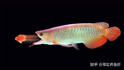 魚缸養龍魚的溫度要求：養金龍魚的溫度要求是根據龍魚的品種和生活習性來決定的
