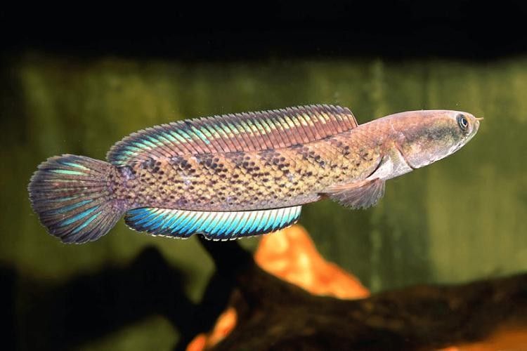 雷龍魚又叫什么魚圖片