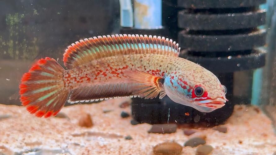 雷龍魚又叫什么魚圖片