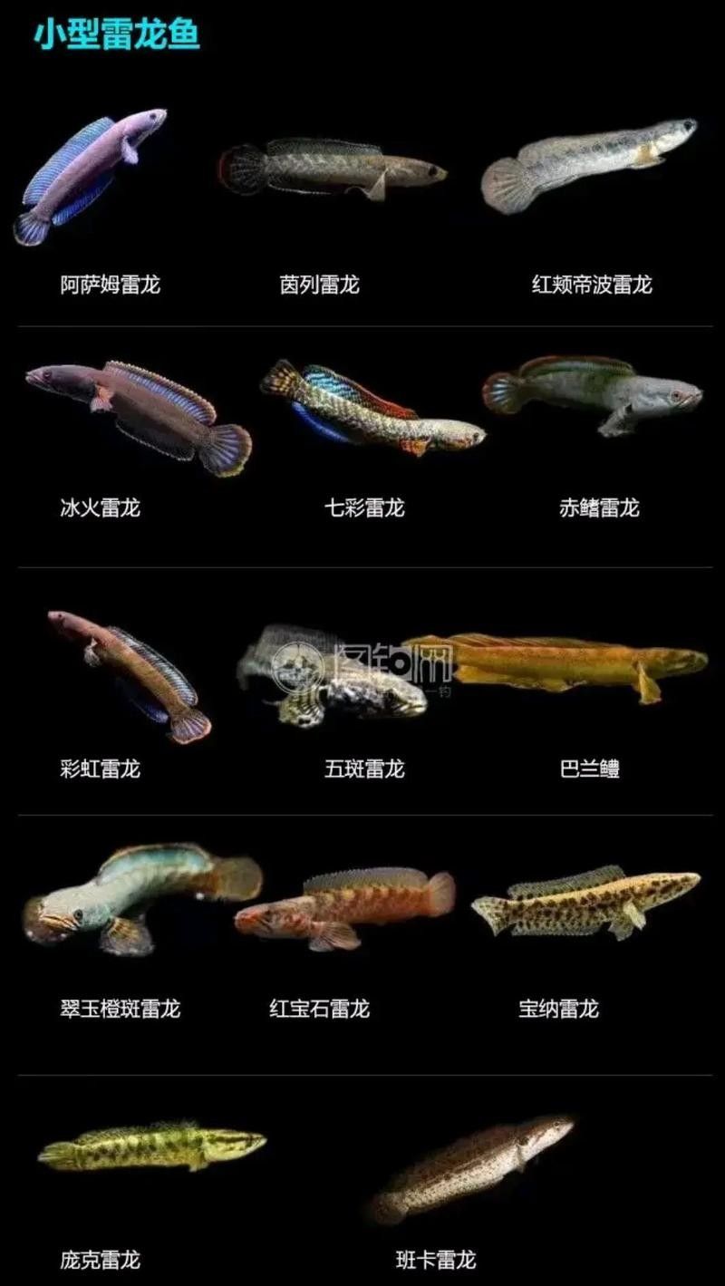 雷龍魚又叫什么魚圖片