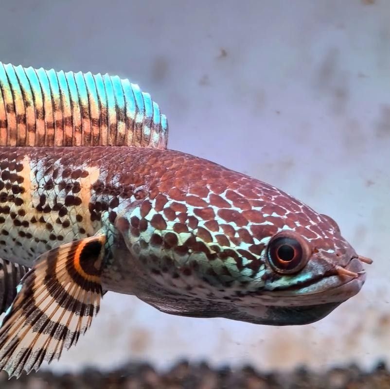 雷龍魚又叫什么魚圖片