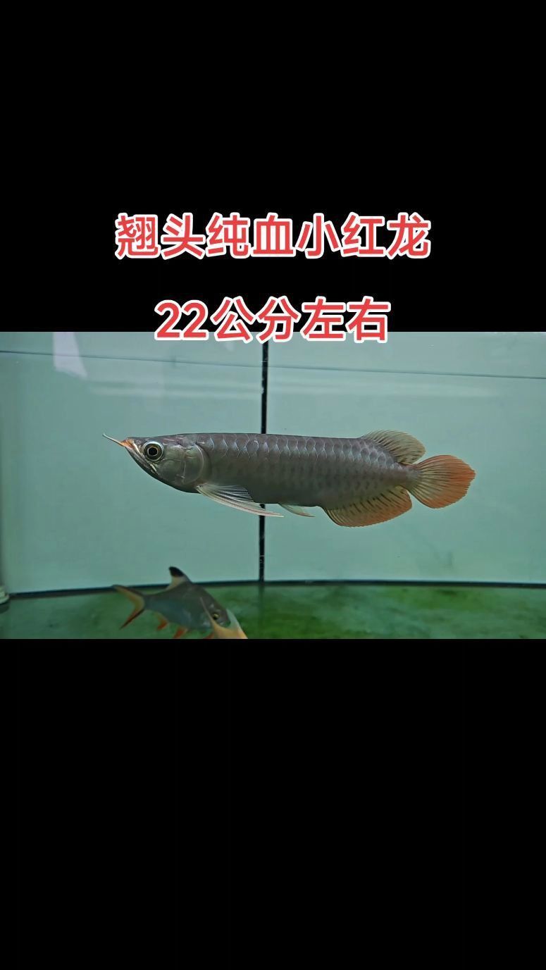 珠海龍魚(yú)觀賞魚(yú)選龍魚(yú)世家水族館贊