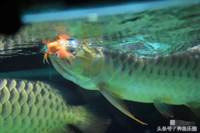 龍魚可以不喂活食嗎：龍魚可以不喂活食來飼養嗎？