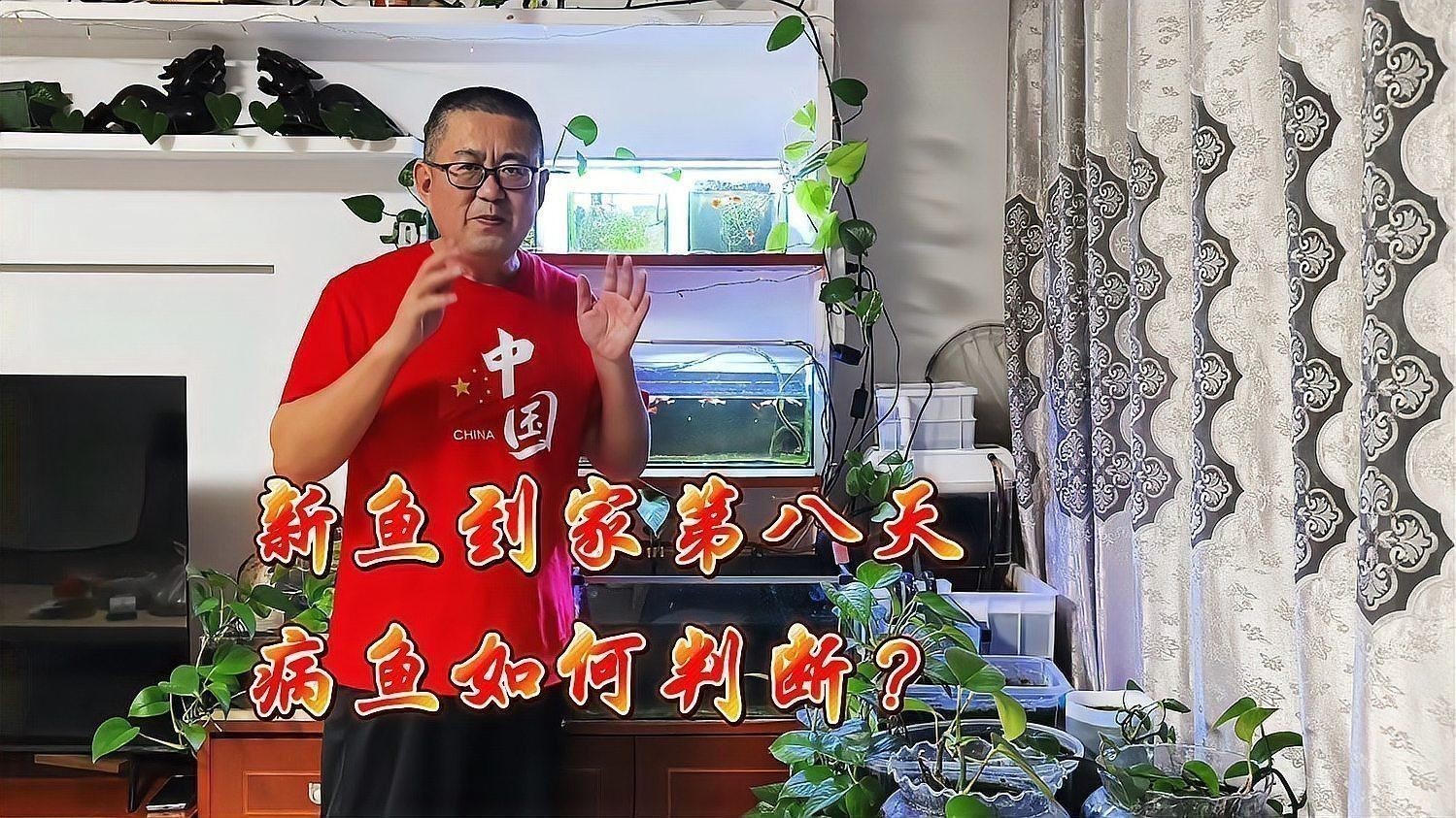 如何判斷魚是否患有爛尾爛鰭病？