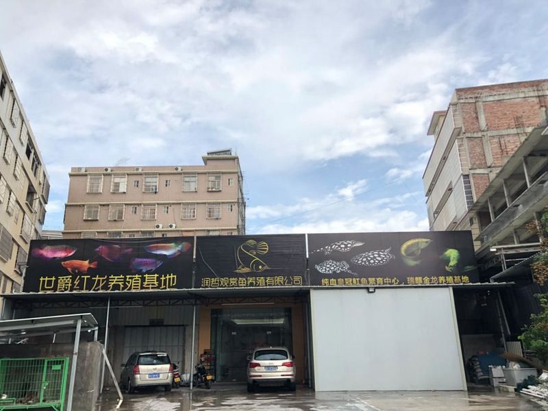 國內(nèi)龍魚經(jīng)銷商有哪些品種