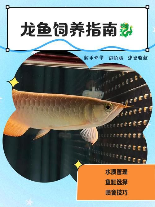 給我一些福龍魚的高清圖片