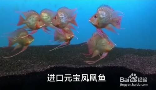 龍魚鳳魚虎魚豬鼻龜：龍魚、鳳魚、豬鼻龜四種觀賞魚的養(yǎng)殖方法與特點