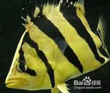 龍魚鳳魚虎魚豬鼻龜：龍魚、鳳魚、豬鼻龜四種觀賞魚的養(yǎng)殖方法與特點(diǎn)