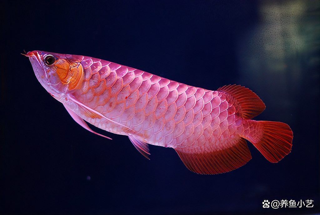 紅龍魚身上有青色斑點(diǎn)是怎么回事