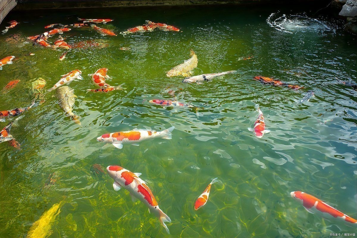 紅龍魚身上有青色斑點(diǎn)是怎么回事