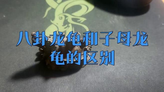 龍龜圖片有哪些常見的尺寸？