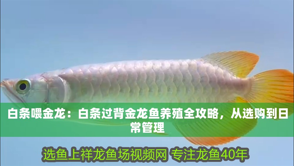 白條喂金龍：白條過背金龍魚養(yǎng)殖全攻略，從選購到日常管理