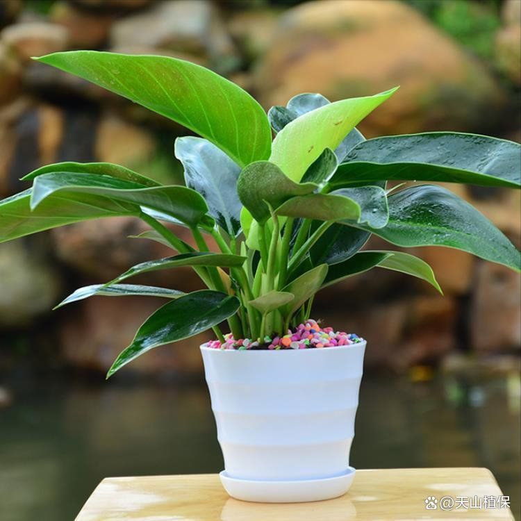 金鉆植物圖片