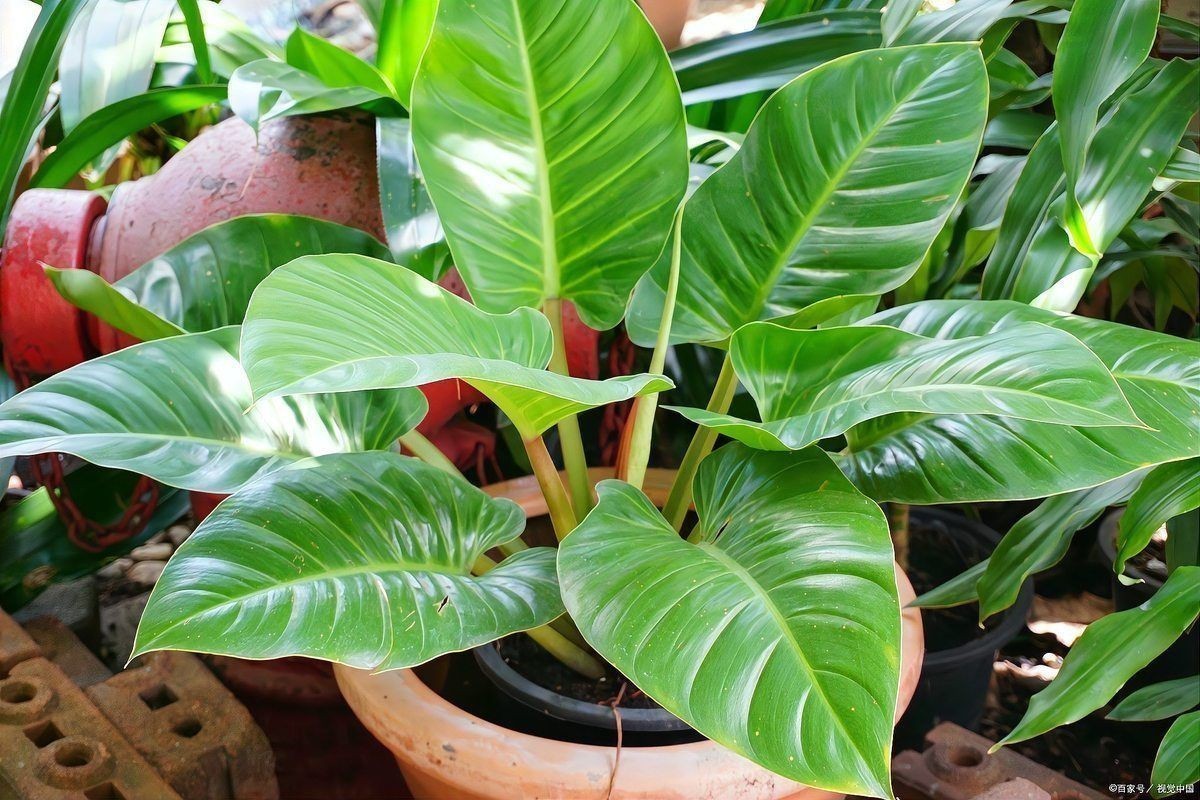 金鉆植物圖片