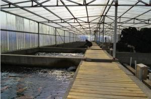 小龍魚苗吃什么長得快又好養的：小龍魚苗吃什么長得快又好養