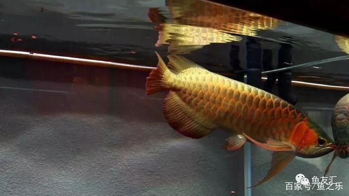 龍魚有什么風水作用和禁忌