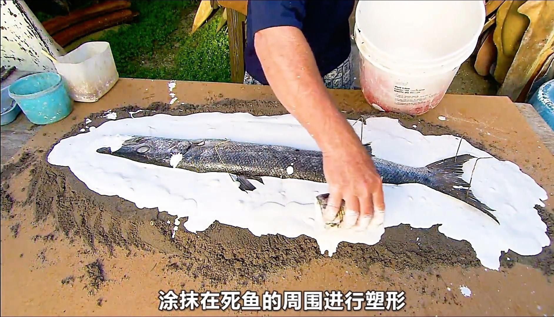 制作龍魚標本需要哪些步驟？