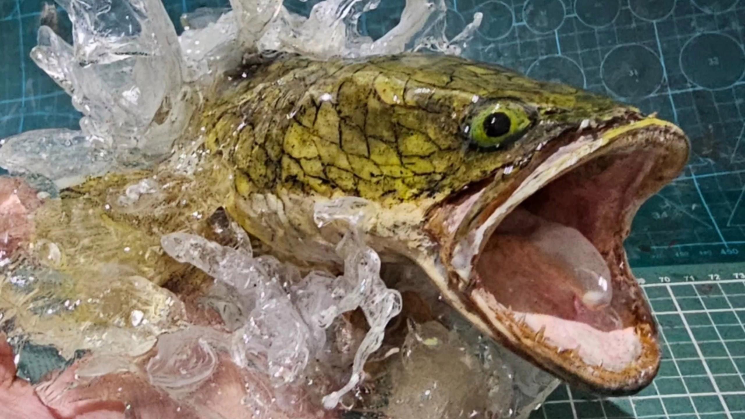 制作龍魚標本需要哪些步驟？