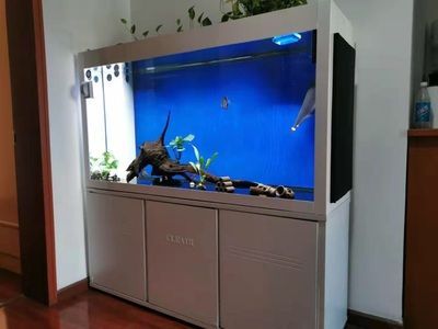 可麗愛魚缸底濾擺放，可麗愛魚缸底濾維護周期魚缸底濾常見問題及解決方法