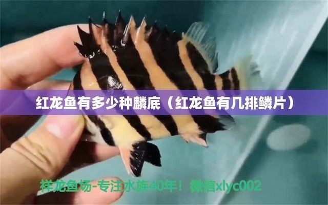 紅龍魚的鱗片有幾種形狀：紅龍魚鱗片形狀與價值關系