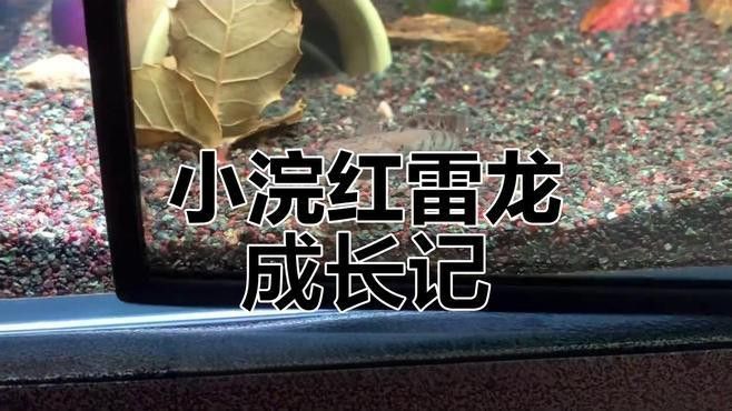 幻紅雷龍魚生長速度