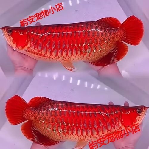 紅龍魚金龍魚銀龍魚的區(qū)別圖片對比